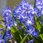 Chionodoxa Forbesii Bulbs