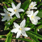 Chionodoxa Luciliae Alba Bulbs