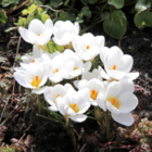 Ard Schenk Specie Crocus Bulbs