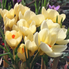 Cream Beauty Specie Crocus Bulbs