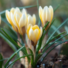 Romance Specie Crocus Bulbs