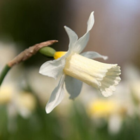 Elka Narcissi Bulbs