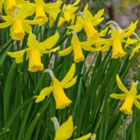 February Gold Narcissi Bulbs