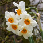 Geranium Narcissi Bulbs