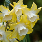 Pipit Narcissi Bulbs