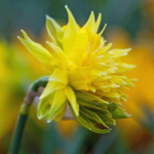 Pipit Narcissi Bulbs