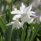 Thalia Narcissi Bulbs