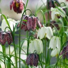 BS Snake's Head Fritillary Bulbs (Fritillaria meleagris)