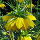 Maxima Lutea Imperialis Fritillaria Bulbs