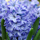 Aqua Hyacinth Bulbs