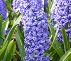 Blue Jacket Hyacinth Bulbs