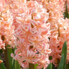 Gipsy Queen Hyacinth Bulbs