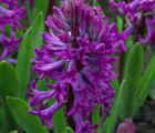 Purple Sensation Hyacinth Bulbs