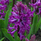 Purple Sensation Hyacinth Bulbs