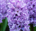 Splendid Cornelia Hyacinth Bulbs