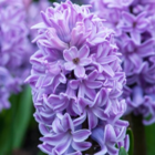 Splendid Cornelia Hyacinth Bulbs