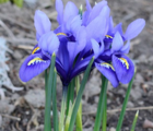 Harmony (Dwarf) Iris Bulbs