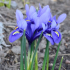 Harmony (Dwarf) Iris Bulbs