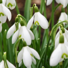 BS Snowdrop (Common) Bulbs (Galanthus nivalis)