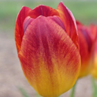 Amberglow Tulip Bulbs