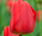 Apeldoorn Tulip Bulbs