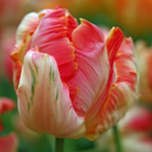 Apricot Parrot Tulip Bulbs