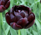 Black Hero Tulip Bulbs