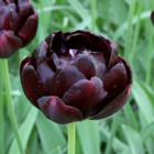 Black Hero Tulip Bulbs