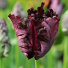 Black Parrot Tulip Bulbs