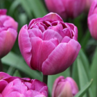 Blue Diamond Tulip Bulbs