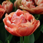 Copper Image Tulip Bulbs