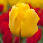 Crystal Star Tulip Bulbs