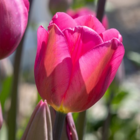 Don Quichotte Tulip Bulbs