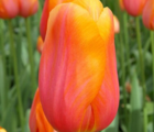 Dordogne Tulip Bulbs