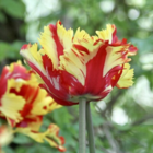 Flaming Parrot Tulip Bulbs