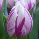 Flaming Prince Tulip Bulbs