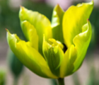 Formosa Tulip Bulbs