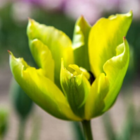 Formosa Tulip Bulbs