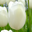 Hakuun Tulip Bulbs