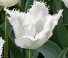 Honeymoon Tulip Bulbs