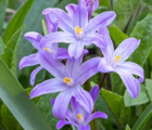 Chionodoxa Luciliae Violet Beauty Bulbs