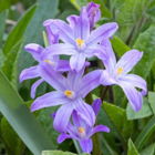 Chionodoxa Luciliae Violet Beauty Bulbs