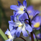 Chionodoxa Luciliae Bulbs