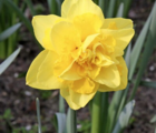 Golden Ducat Daffodil Bulb