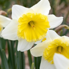 Ice Follies Narcissi Bulbs