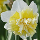 Ice King Daffodil