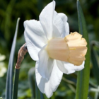 Salome Daffodil