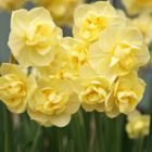 Cheerfulness Narcissi Bulbs