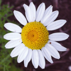 Corn Chamomile