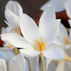 Albus speciosus Crocus Bulbs